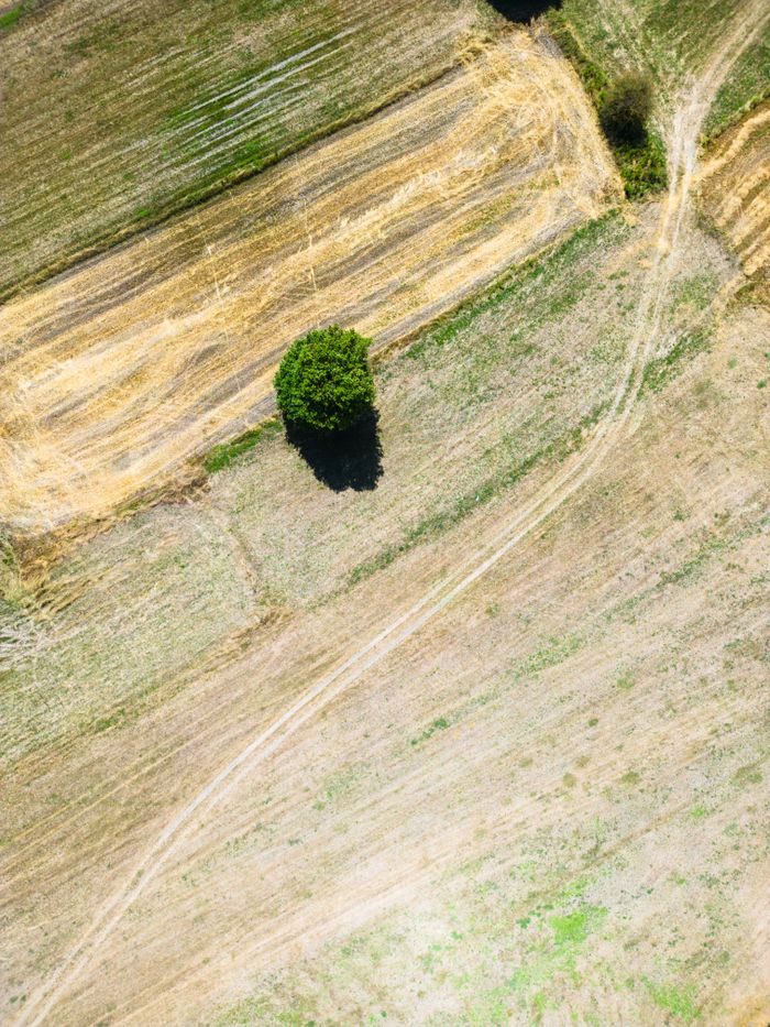 bachelor-party-03 High-altitude shot of rural fields emphasizing a lone tree and dirt paths.
