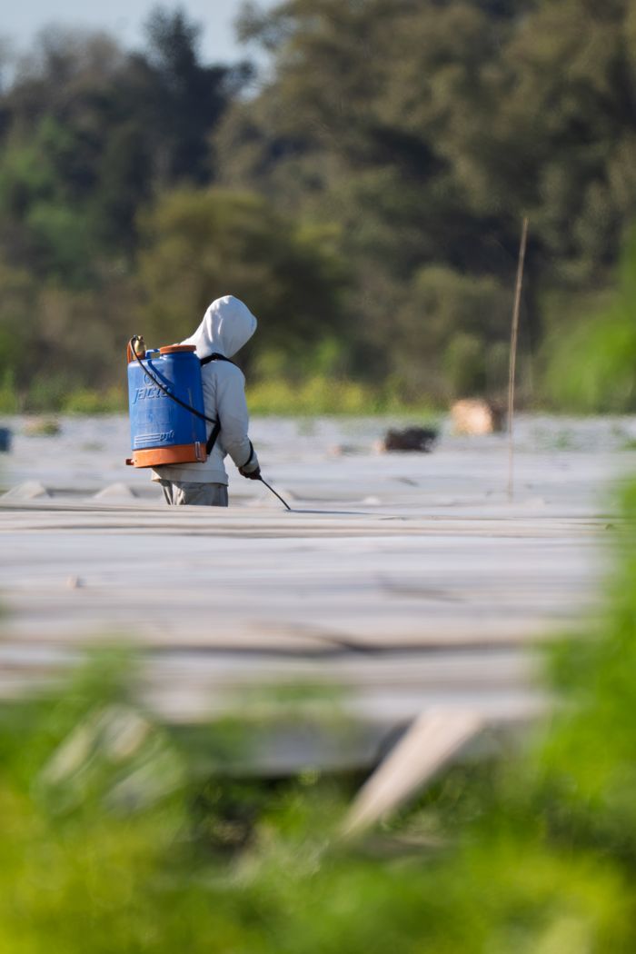 A solitary worker sprays a large field in Provincia de Buenos Aires, Argentina.